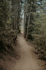 path in the woods