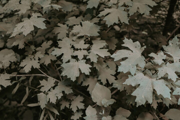 dusty leaves