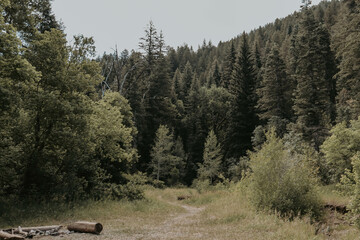 secret forest clearing