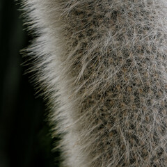 close up of a dandelion