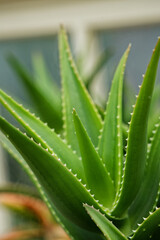 Obraz premium aloe vera leaves