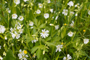 The asterisk. Asterisks are a genus of perennial flowering plants in the carnation family. Nature.