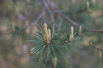Pine tree. A pine branch with fresh green shoots. Nature.