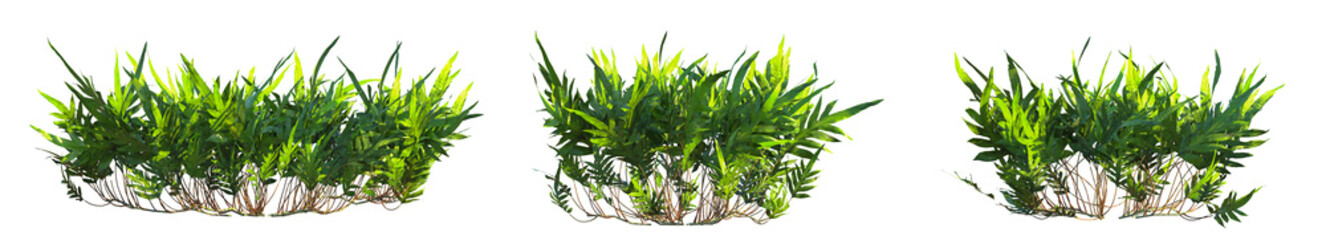 Microsorum scolopendria Tree cutout transparent background isolate