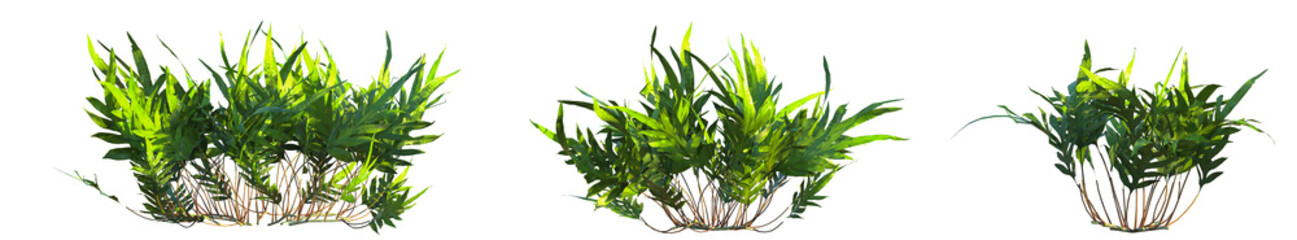 Microsorum scolopendria Tree cutout transparent background