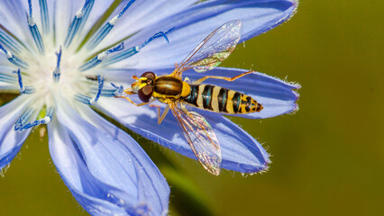bee on a flower