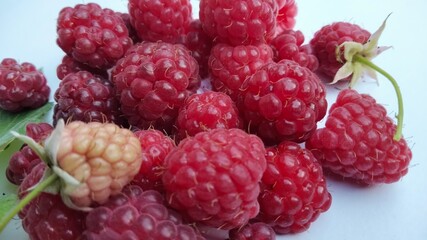 Freshly harvested ripe and unripe raspberries on white background, natural summer berries with leaf...