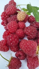 Vertical image of ripe and unripe raspberries on white background, fresh organic summer berries with green leaf, healthy seasonal fruit top view