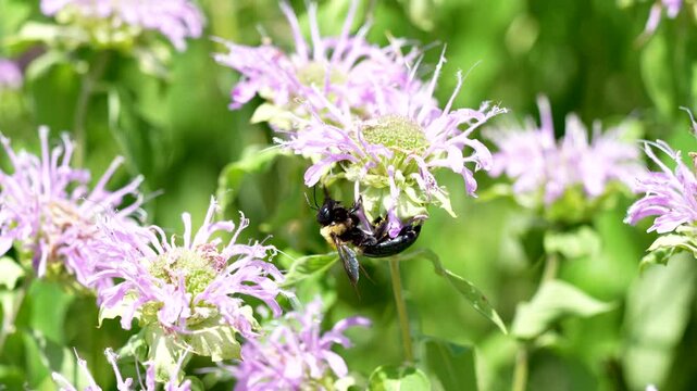 profile of large bumblebee pollinating a pink frilly flower