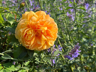 Yellow orange rose flower and catmint in garden.