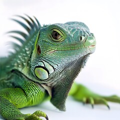 Image of a cute green iguana isolated on a white background. Cute exotic animals. Beautiful and colorful pets on a white background.
