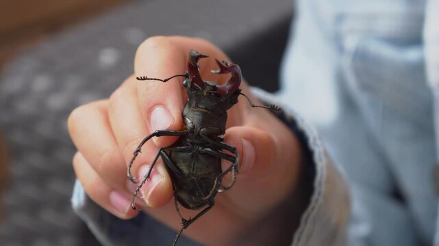 A Child Holding a Colorful Stag Beetle in a CloseUp Shot, Capturing Natures Wonders