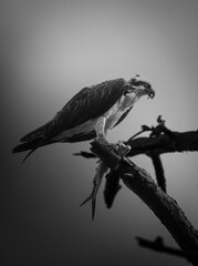 A powerful osprey in profile, moments after a successful hunt. Its talons grip the lifeless fish