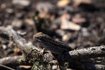 The lizard is sitting on a dry branch. Close-up photo