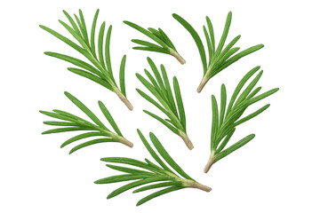 Fototapeta premium Fresh rosemary twigs isolated on transparent background, aromatic herbs, cut out