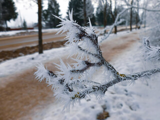 A branch covered in ice and snow
