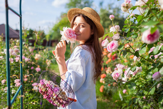 Gardener smelling fragrant rose in summer garden after deadheading spent blooms. Woman holds basket with faded flowers