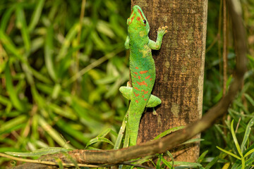 green gecko Phelsuma grandis madagascariensis moving upwards on tree in natural habitat, close up