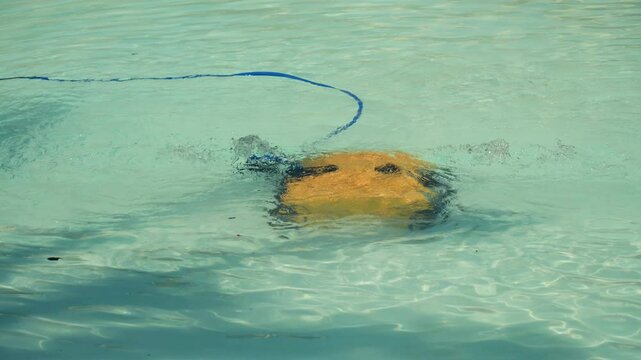 Robot cleans a pool on a sunny day. Pool cleaning concept for hotels, resorts and villas. High quality 4k footage