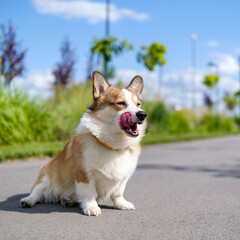 A red and white Pembroke Welsh Corgi is sitting on an asphalt path in a public city park during summer, licking its lips. Side view with green plants and blue sky in the background