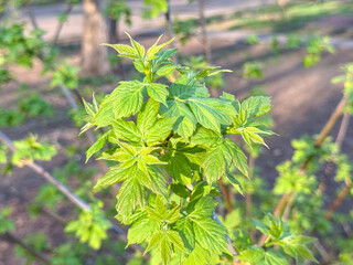 Close-up photo of young green leaves on a plant, captured in natural sunlight, with a blurred earthy background. Concept of nature and growth. Selected Focus