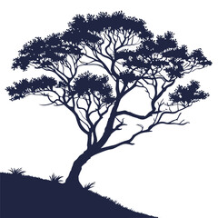 silhouette of a tree of desert fig