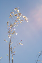 Delicate golden grass swaying gently under the bright blue sky atmosphere