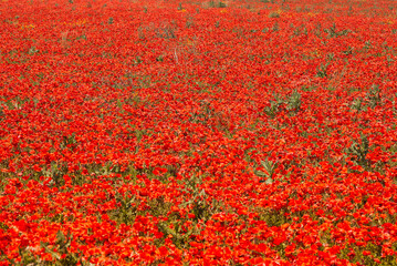 Expansive field abloom with vibrant red poppies under clear blue sky