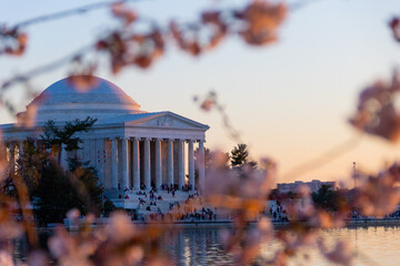 Jefferson Memorial with a cherry blossom tree at sunset, Washington D.C. USA