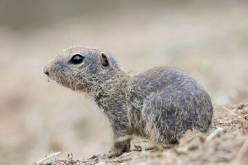 european ground squirrels