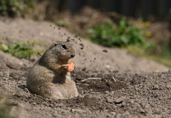 european ground squirrels