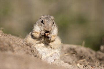 european ground squirrels