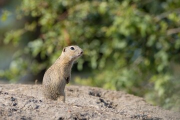 european ground squirrels