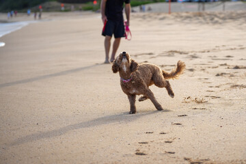 Labradoodle running on sandy beach to catch a frisbee, ears flying, tongue out—capturing dynamic motion, canine agility, and pure joy in a sunlit coastal scene.