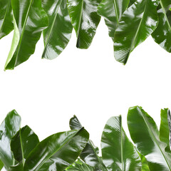 Green tropical leaves on white background, frame