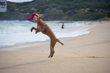Labradoodle leaps midair on sandy beach to catch a frisbee, ears flying, tongue out—capturing dynamic motion, canine agility, and pure joy in a sunlit coastal scene.