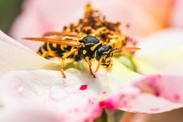 A wasp is busily collecting nectar from a vibrant pink rose flower in a backyard garden on a sunny...