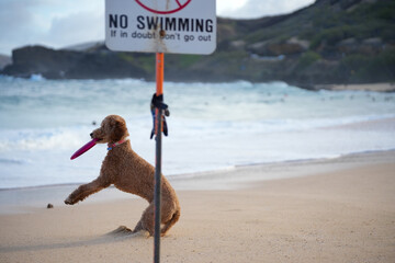Labradoodle leaps midair on sandy beach to catch a frisbee, ears flying, tongue out—capturing dynamic motion, canine agility, and pure joy in a sunlit coastal scene.