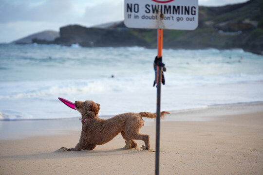 Labradoodle playing on sandy beach clenching frisbee in mouth. Capturing animal having fun on summer day.