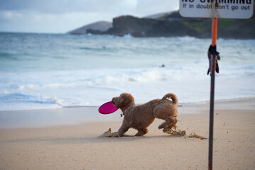 Labradoodle running on sandy beach to catch a frisbee, ears flying, tongue out—capturing dynamic motion, canine agility, and pure joy in a sunlit coastal scene.