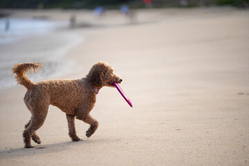 Labradoodle running on sandy beach to catch a frisbee, ears flying, tongue out—capturing dynamic motion, canine agility, and pure joy in a sunlit coastal scene.