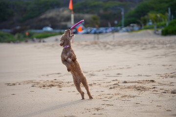 Labradoodle leaps midair on sandy beach to catch a frisbee, ears flying, tongue out—capturing dynamic motion, canine agility, and pure joy in a sunlit coastal scene.