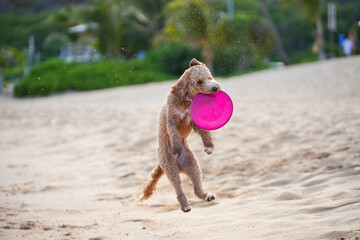 Labradoodle leaps midair on sandy beach to catch a frisbee, ears flying, tongue out—capturing dynamic motion, canine agility, and pure joy in a sunlit coastal scene.