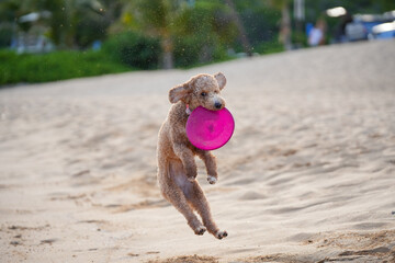 Labradoodle leaps midair on sandy beach to catch a frisbee, ears flying, tongue out—capturing dynamic motion, canine agility, and pure joy in a sunlit coastal scene.