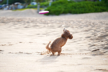 Labradoodle playing on sandy beach attempting to catch a frisbee, with ears flying, tongue out—capturing dynamic motion, canine agility, and pure puppy joy
