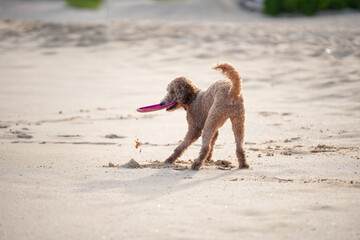 Labradoodle playing on sandy beach clenching frisbee in mouth. Capturing animal having fun on summer day.