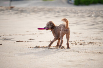 Labradoodle running on sandy beach to catch a frisbee, ears flying, tongue out—capturing dynamic motion, canine agility, and pure joy in a sunlit coastal scene.