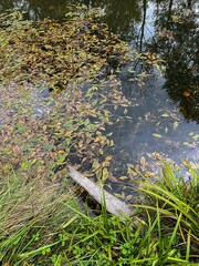 Fallen Leaves on Water Near Grassy Shoreline and Driftwood
