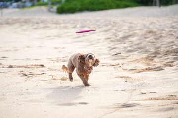 Labradoodle playing on sandy beach chasing frisbee. Capturing animal having fun on summer day.