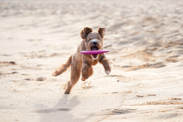 Labradoodle leaps midair on sandy beach to catch a frisbee, ears flying, tongue out—capturing dynamic motion, canine agility, and pure joy in a sunlit coastal scene.